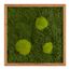 Moosbild mit Kugelmoos und Waldmoos - 35 x 35 cm - Holzrahmen Lärche geölt - 2