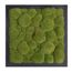 Moosbild mit Kugelmoos - 35 x 35 cm - Holzfaserplatte - 2