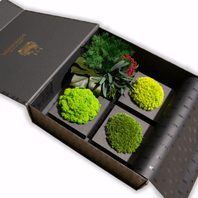 MOOSMOOS Musterbox