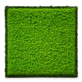 Deal: Moosbild Islandmoos mit Waldmoos Umrahmung