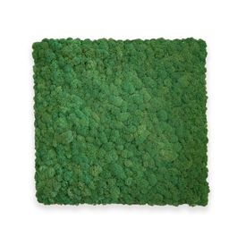 Deal: Moosbild mit Islandmoos