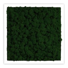 Deal: Moosbild mit Islandmoos