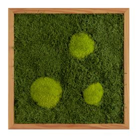 Moosbild mit Kugelmoos und Waldmoos - 35 x 35 cm - Holzrahmen Lärche geölt - 2