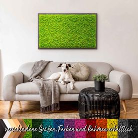 Moosbild mit Islandmoos