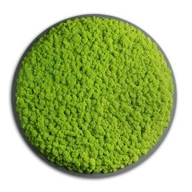 DEAL: Moosbild Rund mit Islandmoos