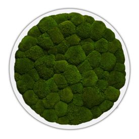 DEAL: Moosbild Rund mit Kugelmoos