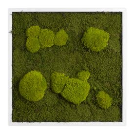 Moosbild mit Kugelmoos und Waldmoos - 55 x 55 cm - 4