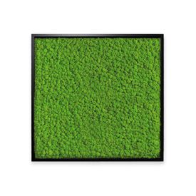 Deal: Moosbild mit Islandmoos