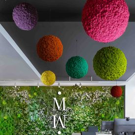 Moosball mit Islandmoos