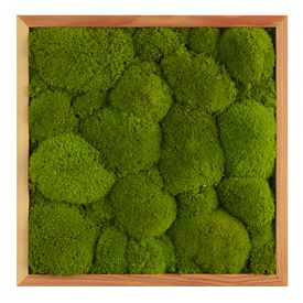 Moosbild mit Kugelmoos - 35 x 35 cm - Holzrahmen - 2