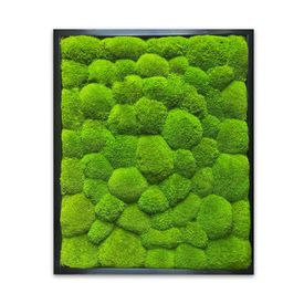 DEAL: Moosbild mit Ballenmoos apfelgrün