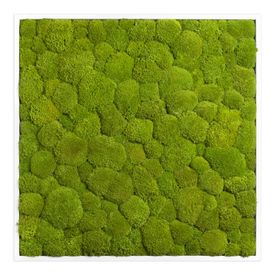 Moosbild mit Kugelmoos - 80 x 80 cm - Holzrahmen weiß lackiert - 2