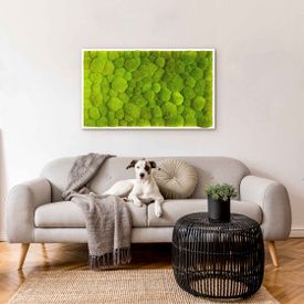 Moosbild mit Kugelmoos - 100 x 60 cm - Holzrahmen weiß lackiert - 1
