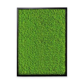 Deal: Moosbild mit Islandmoos