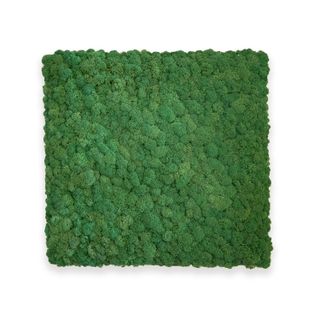 Deal: Moosbild mit Islandmoos