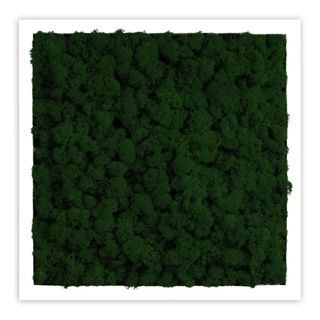 Deal: Moosbild mit Islandmoos