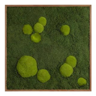 Moosbild mit Kugelmoos und Waldmoos - 80 x 80 cm - Holzrahmen Lärche geölt - 2