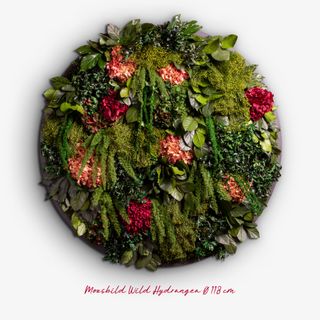 Moosbild Wild Hydrangea