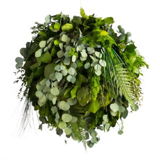 Moosball Dschungel - 1