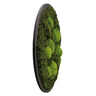 Moosbild Rund Wald- & Kugelmoos im Dunkelgrün - 3