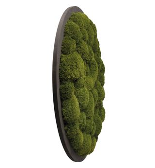 Moosbild Rund Kugelmoos Dunkelgrün auf Holzfaserplatte anthrazit - 3