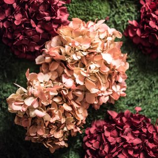 Moosbild Gigant Plateau Wild Hydrangea