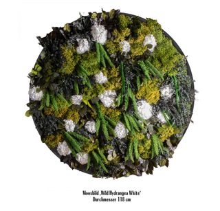 Moosbild Wild Hydrangea WHITE versch. Größen auf Holzfaserplatte anthrazit - 2