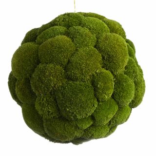 Moosball mit Ballenmoos
