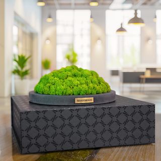 MOOSMOOS „Touchpoint“ Longevity Edition mit Geschenkverpackung