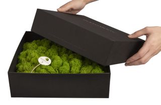 Amalia in Geschenkverpackung - 25 x 25 cm - Apfelgrün - 1