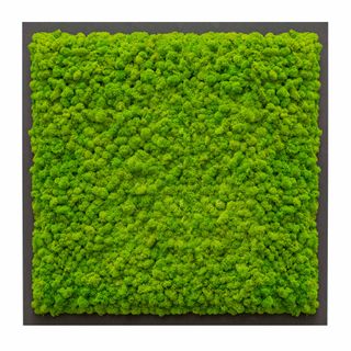 35x35 HFP antrazith, apfelgrün - 2