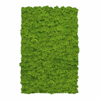 Moospaneel Napoleo MEADOW Islandmoos