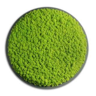 DEAL: Moosbild Rund mit Islandmoos