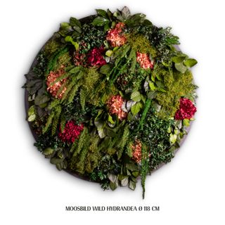 Moosbild Wild Hydrangea