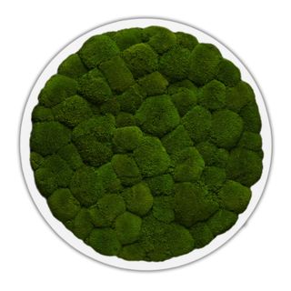 DEAL: Moosbild Rund mit Kugelmoos