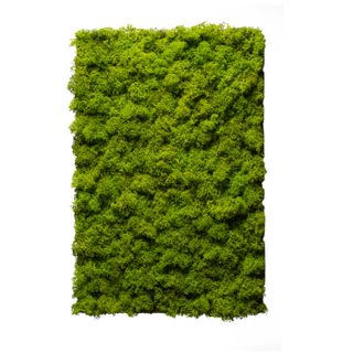 Moospaneel Napoleo MEADOW Islandmoos