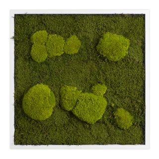 Moosbild mit Kugelmoos und Waldmoos - 55 x 55 cm - 4