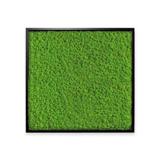 Deal: Moosbild mit Islandmoos