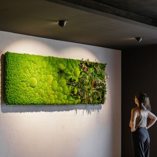 Moosbild Island-, Kugel- & Dschungelmoos im Verlauf in verschiedene Größen auf Holzfaserplatte - 1