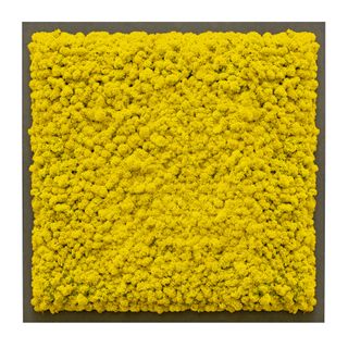 Moosbild mit Islandmoos