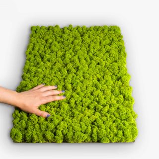 Moospaneel Napoleo PREMIUM Islandmoos