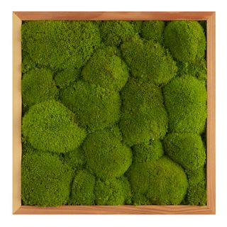 Moosbild mit Kugelmoos - 35 x 35 cm - Holzrahmen - 2