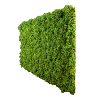 Moospaneel Napoleo MEADOW Islandmoos