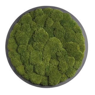 Moosbild Rund Kugelmoos Dunkelgrün auf Holzfaserplatte anthrazit - 2