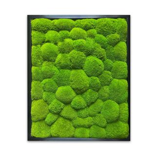 DEAL: Moosbild mit Ballenmoos apfelgrün