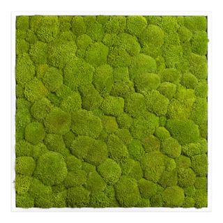 Moosbild mit Kugelmoos - 80 x 80 cm - Holzrahmen weiß lackiert - 2