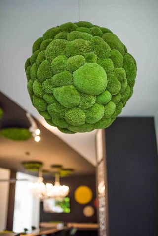 Moosball mit Ballenmoos