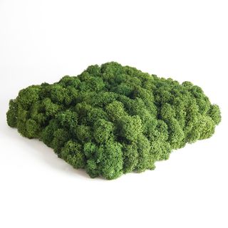 Moos Wandverkleidung - Amalia