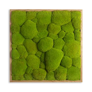 Moosbild mit Ballenmoos - Longevity Edition