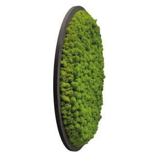 Moosbild Rund Islandmoos versch. Farben auf Holzfaserplatte anthrazit - 2